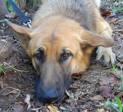 rocky face resting